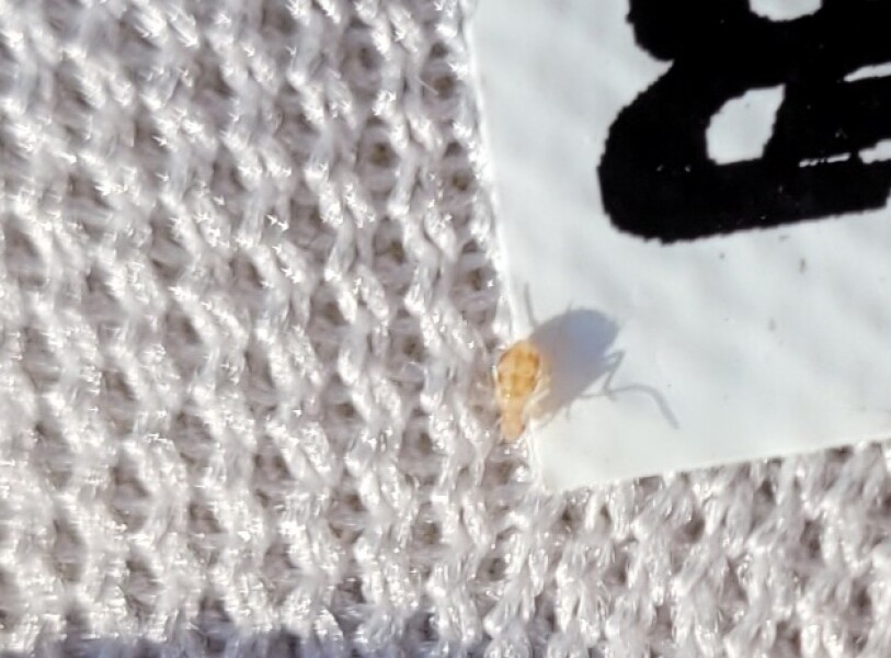 Is this a baby bedbug?