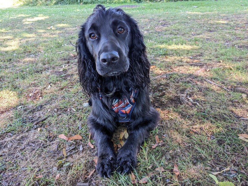 Puppy Survival Thread: muddy footprints into Spring 2022