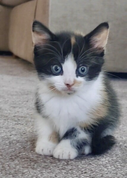 Kitten needs a name!