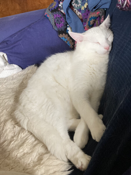My cat likes to sleep...