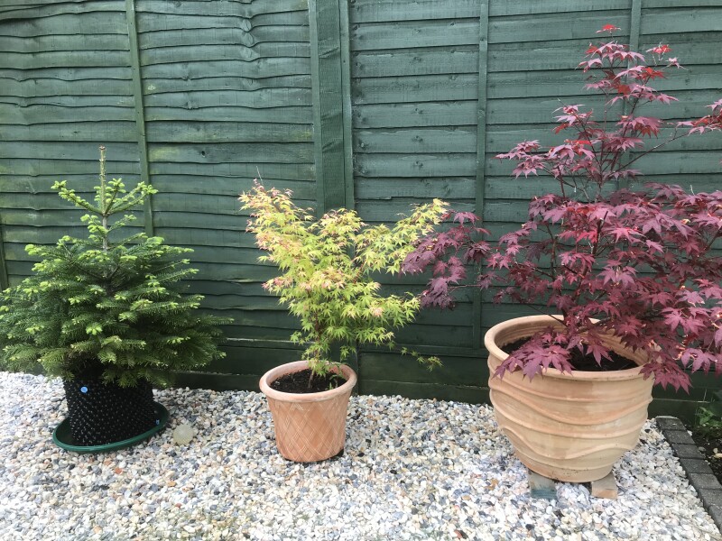 What kind of tree would be happy in this pot?