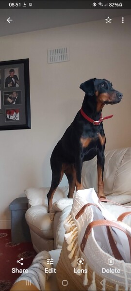 Thinking of getting a Dobermann 