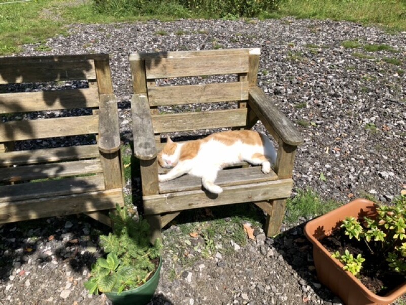 How my cats (lizards) are dealing with this terrible heat?