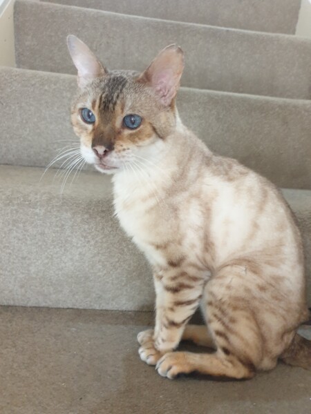 I don't know what to do about my poor old boy