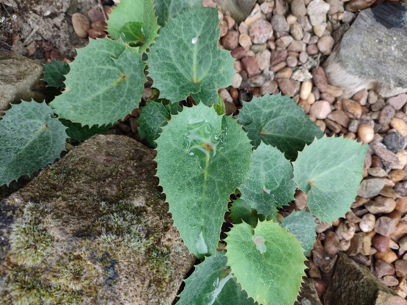 Can you identify some plants please 