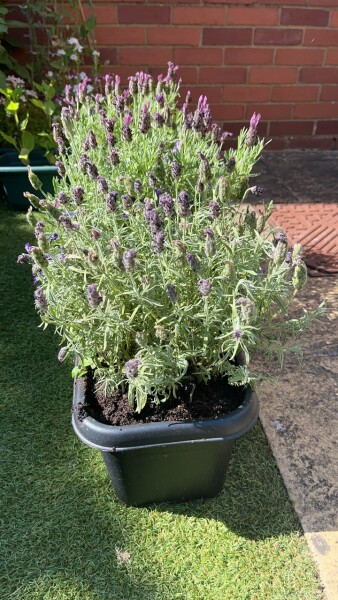 Help! Waterlogged lavender - will it survive?