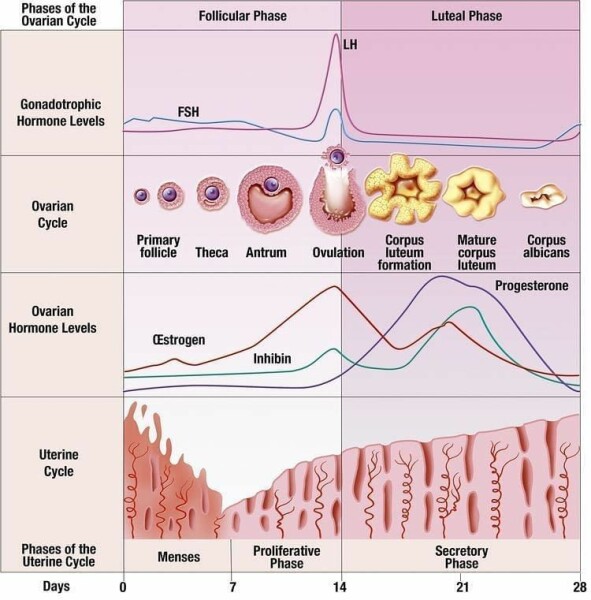 On trans periods and changing sex at menopause