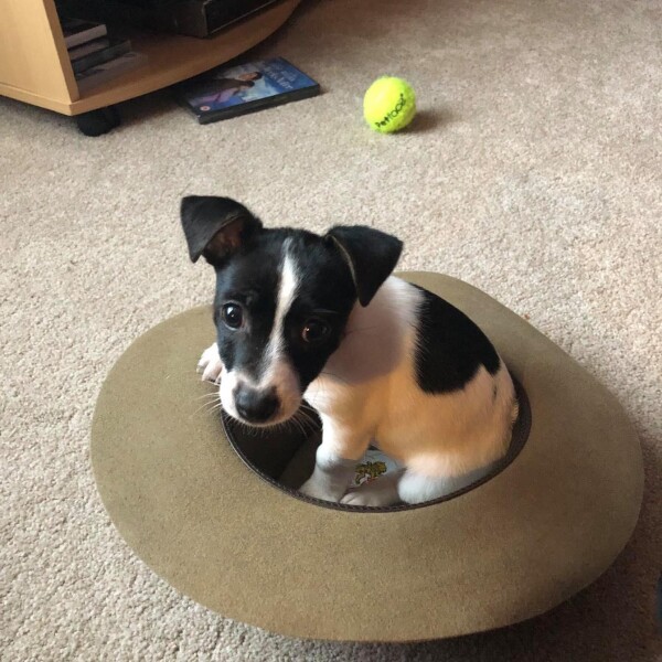 To hope Johnson doesn't resign?