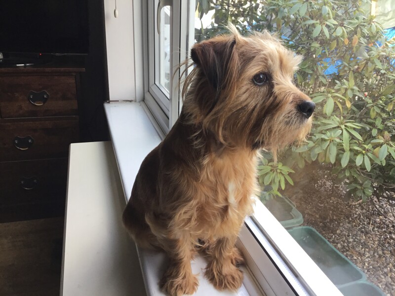 How do you cope with a pet loss? My beloved dog has terminal cancer, I am struggling to cope with it.