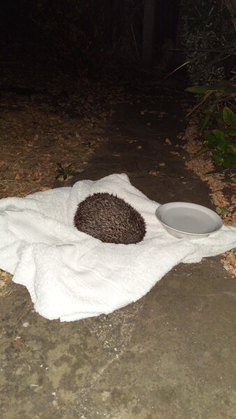Came home from holidays ..and found a hedgehog 🦔 in my bedroom !