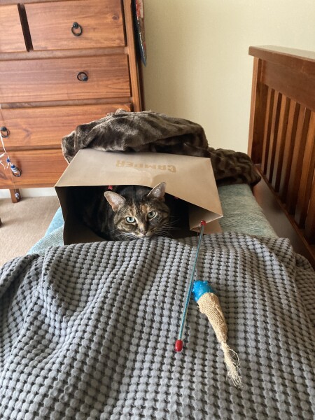 Larry the Cat for Prime Minister.