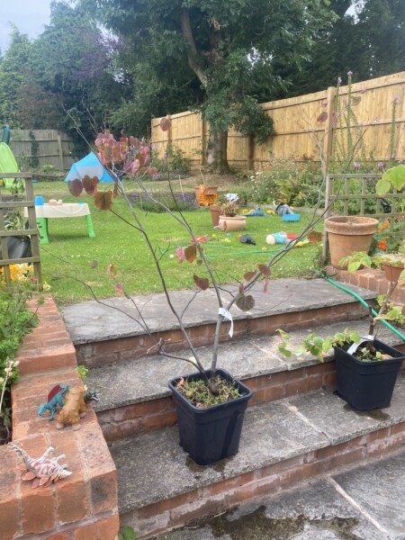 Bargain trees - but can they be saved?!
