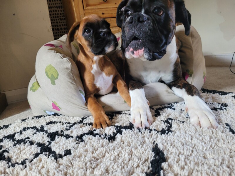 My dog has died - other dog 