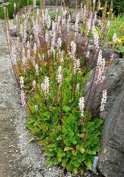 Green roof in shade