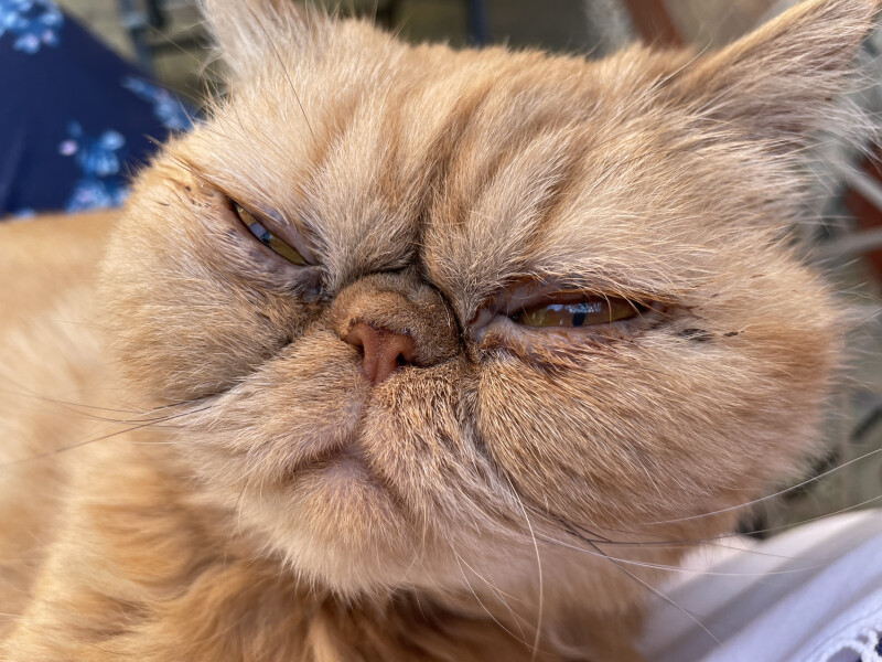 Cat mugshots