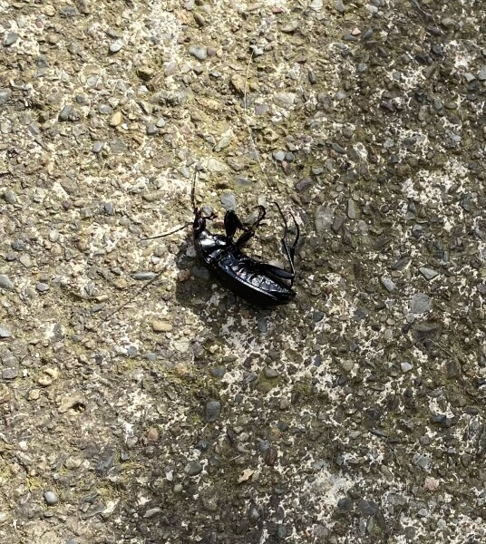 Is this a cockroach?