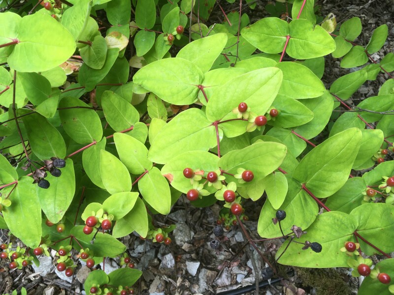 Plant ID please 