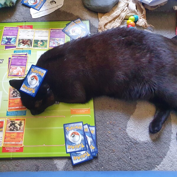 My cat likes to sleep...