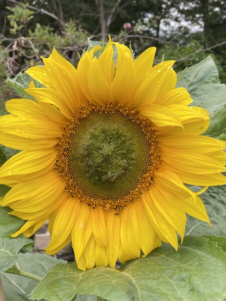 Tour de France - This Friday!