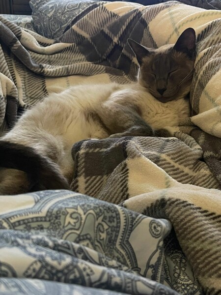 What type of cat? 