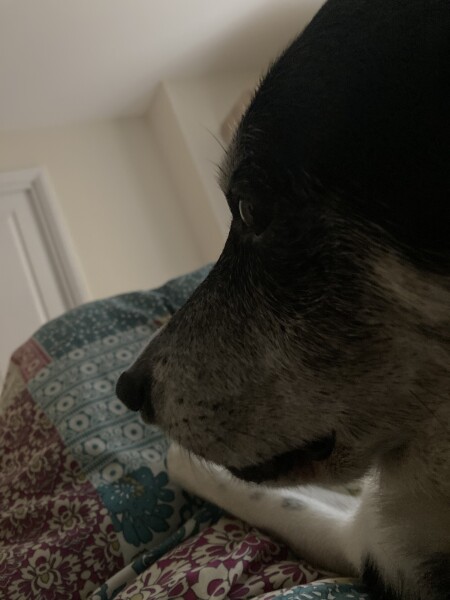 To think the comfort you get from a dog is like no other (photo)