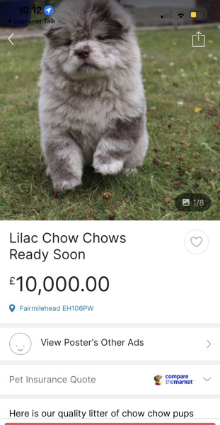 £10k for dog - seriously