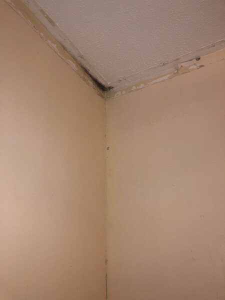 Black mould where ceiling meets wall
