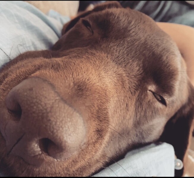 To think the comfort you get from a dog is like no other (photo)