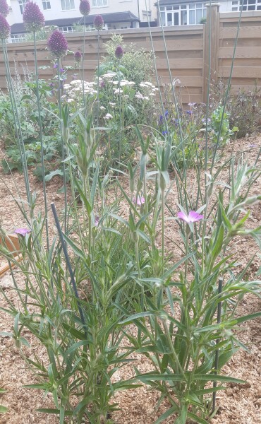 Does anyone know what this flower is?