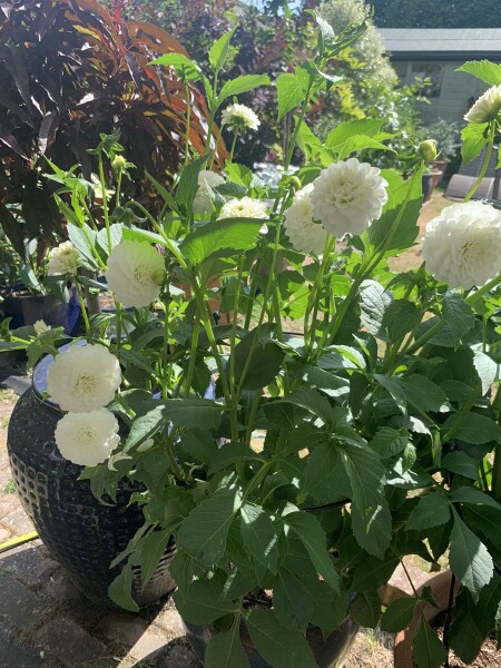 Who’s growing Dahlias this year