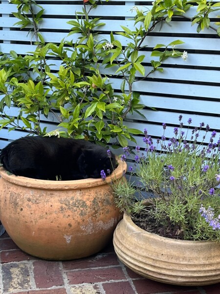 My cat likes to sleep...