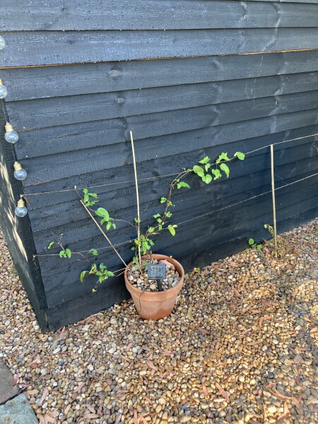Help my clematis has collapsed in days!