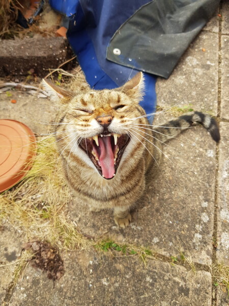 Tell me about Bengal cats