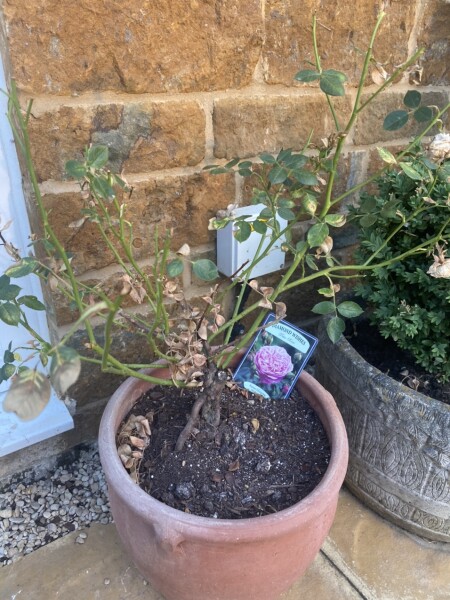 Sad roses