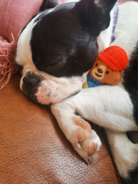 I regret my dog so much