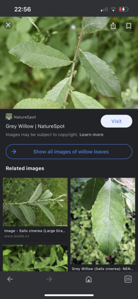 Help me identify this plant please...