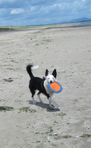 What does your dog do all day?