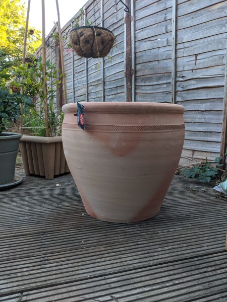 What kind of tree would be happy in this pot?