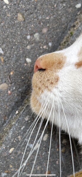 Black stuff near nose