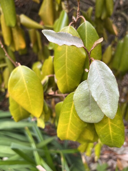 Those who are very knowledgeable about plants