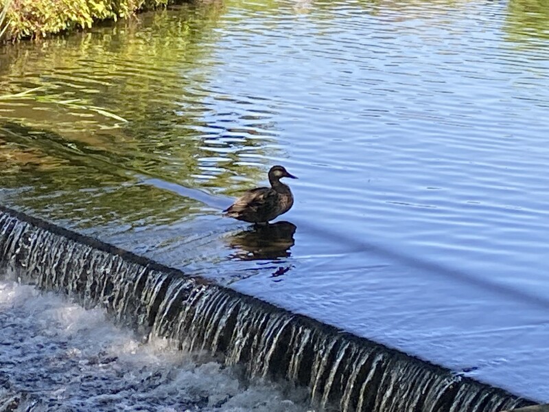 Come and tell me your dull and unexciting news 23: Calmly through the day 