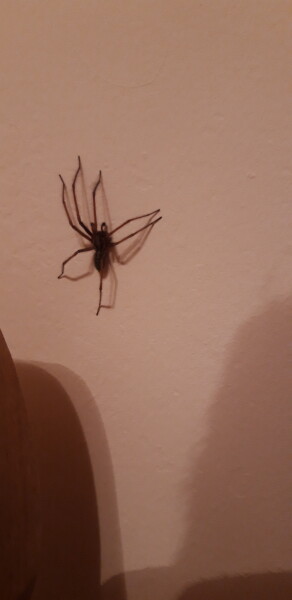 Need help with spider identification please. WARNING: CONTAINS PHOTO