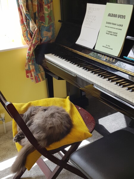 My cat likes to sleep...