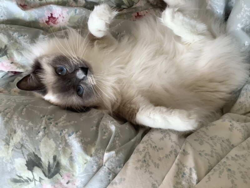 My ragdoll cat gets stomach upsets a lot. Other ragdoll  / pedigree cat owners, please tell me what you feed yours. 