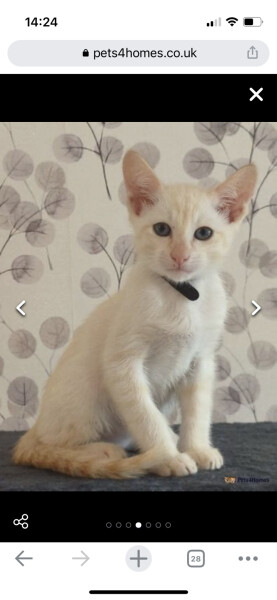 Need name suggestions for kitten please!