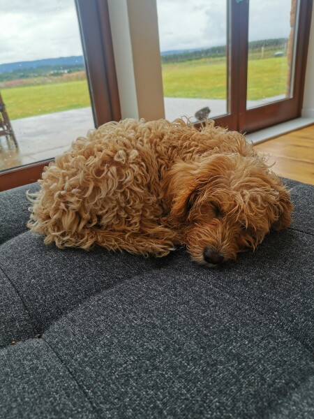 Total braggy moment (new dog owner)