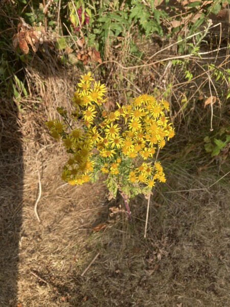 Plant ID please