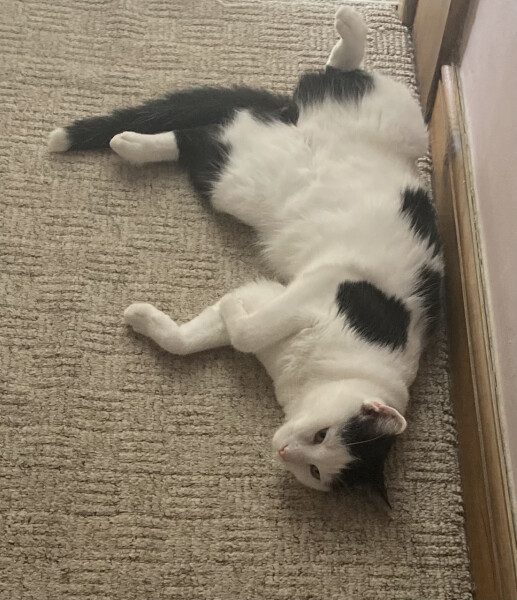 My cat likes to sleep...