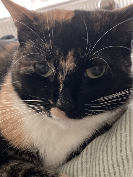 Cat mugshots