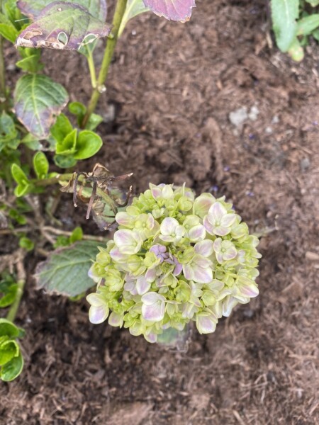 New to Gardening... can this hydrangea be saved?